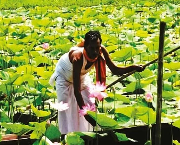 বিজেপিকে ভালোবেসে তিন বিঘা জমিতে পদ্ম চাষ, খুশিতে আত্মহারা নবদ্বীপের নিখিল রায়!